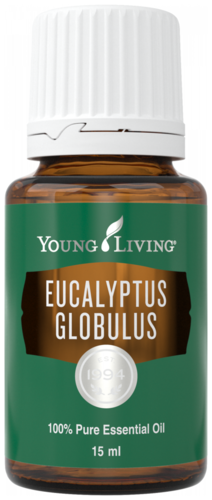 Young Living Eucalyptus Globulus