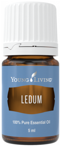 Young Living Ledum